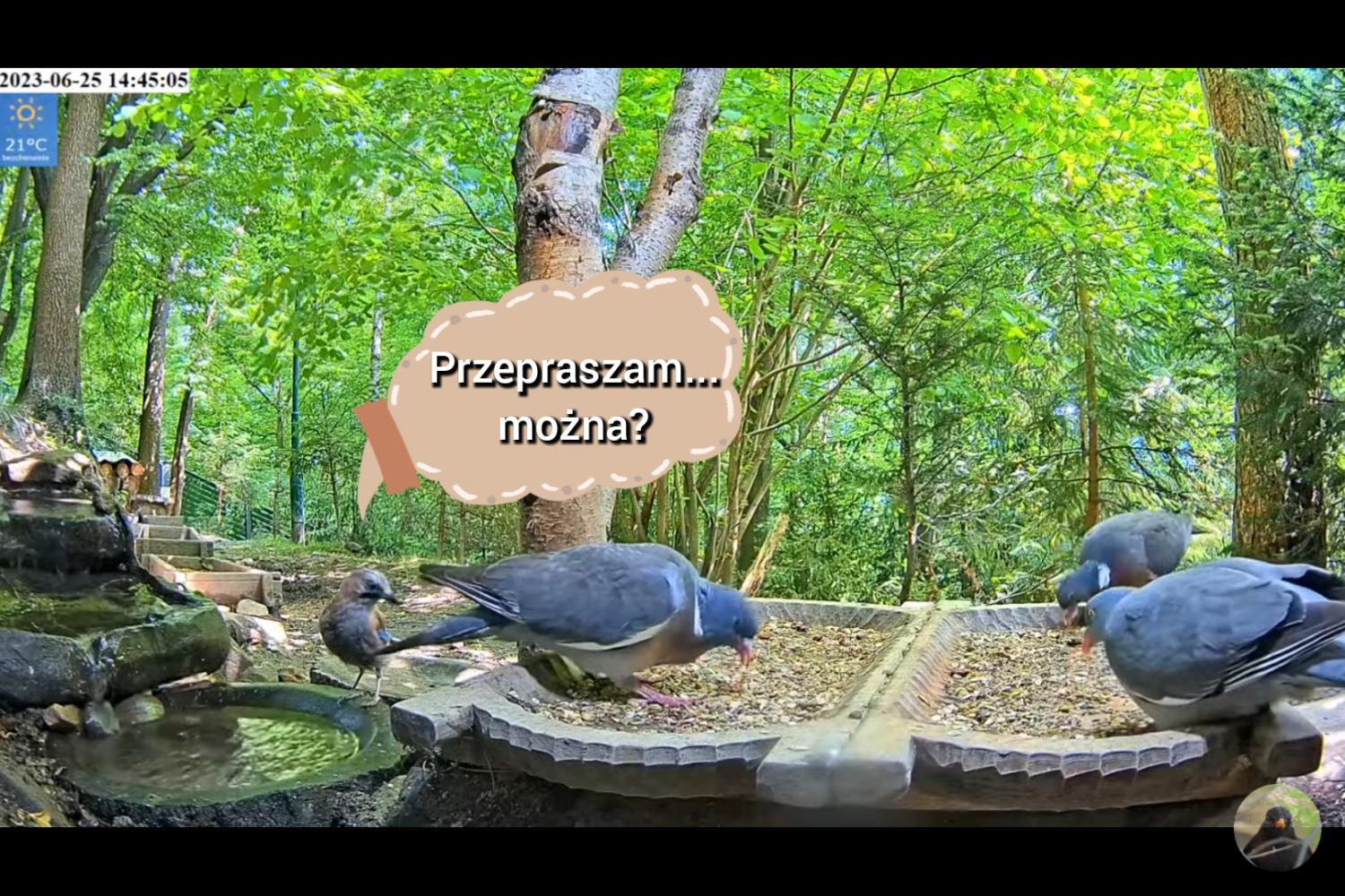 livebirdspoland_aebbc0f646278903a4b08d56b1385f0e.png