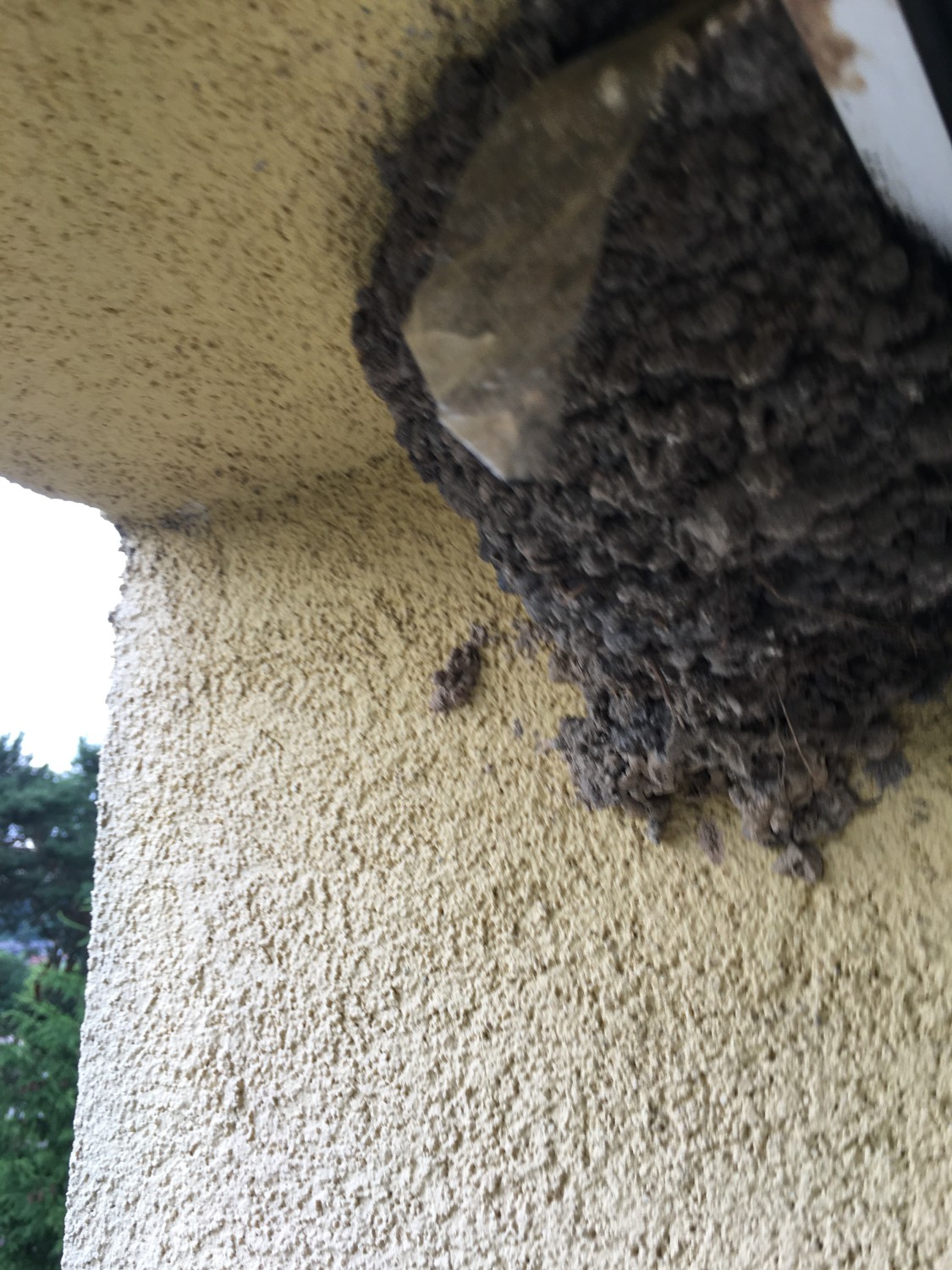 livebirdspoland_f60adcf9aab74645a4937c250253c106.jpg