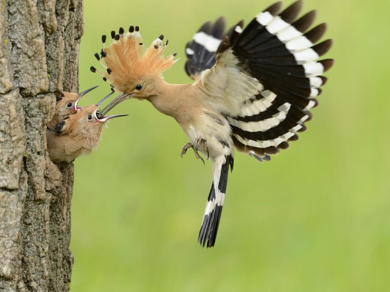 livebirdspoland_ae40d13a396ab947b6d0176aad50ac05.png