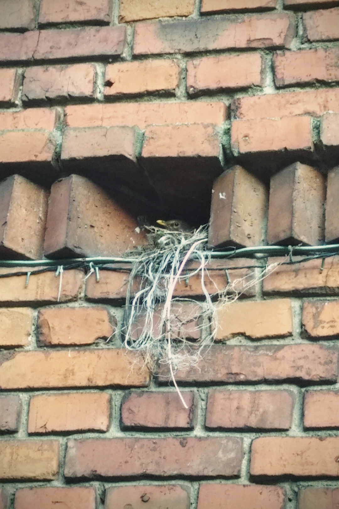 livebirdspoland_f566f3d30fc029fd0d2d9b78f0c3afa8.png