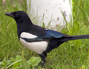 livebirdspoland_8dca6397a96a5e62acf1f8cc88d3c4a3.png