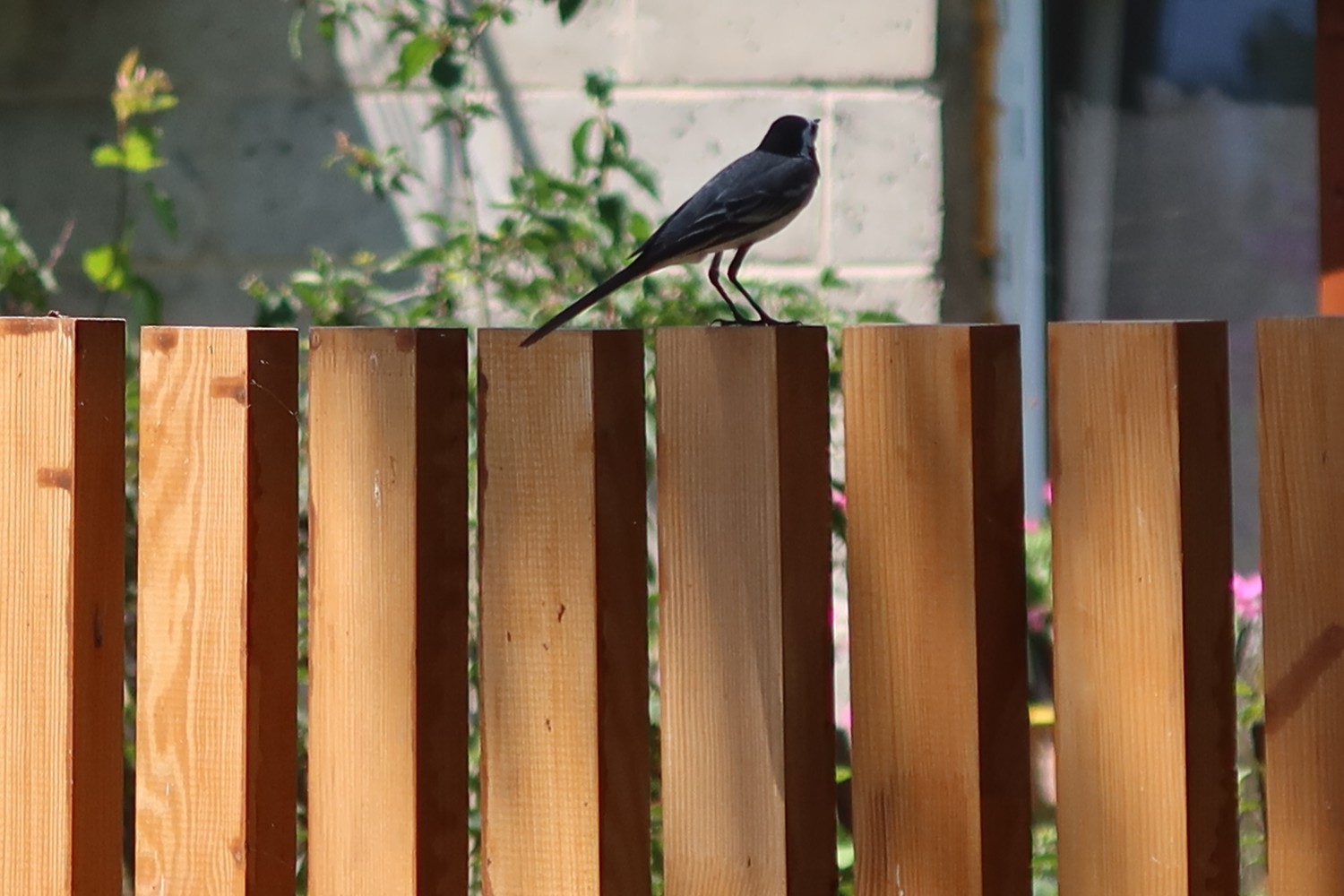 livebirdspoland_da683f50118b0a344cdc20f8c7ca52df.jpg