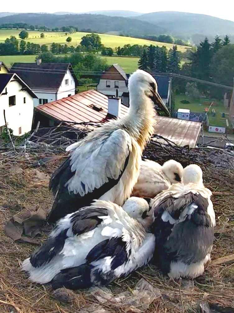livebirdspoland_a6081fc9dab2b85495d714e3cdbd5b2f.jpg