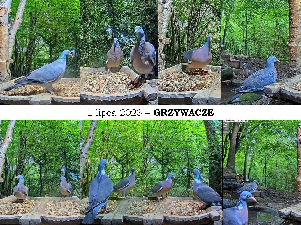 livebirdspoland_a66150fee639060f2cc94863bc027113.jpg
