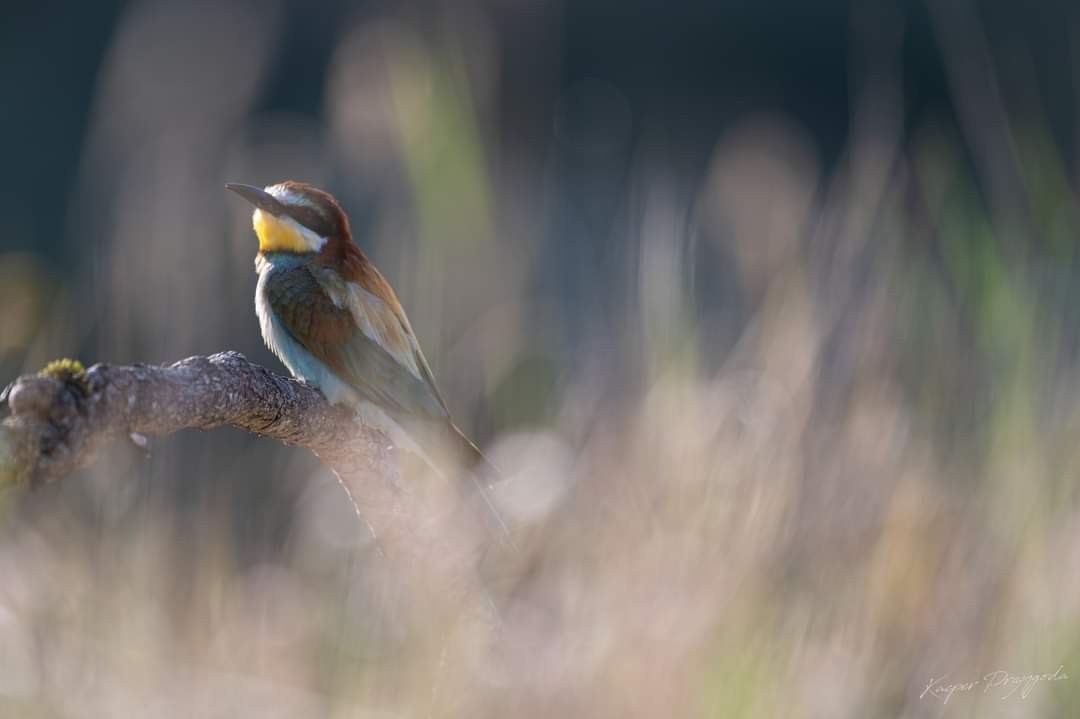 livebirdspoland_40bcc5b88ce848d629853accffa8d5d2.jpg