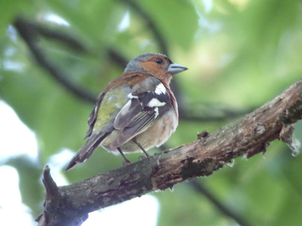 livebirdspoland_58a06cfa560087cb5c5efcf716efe78e.jpg