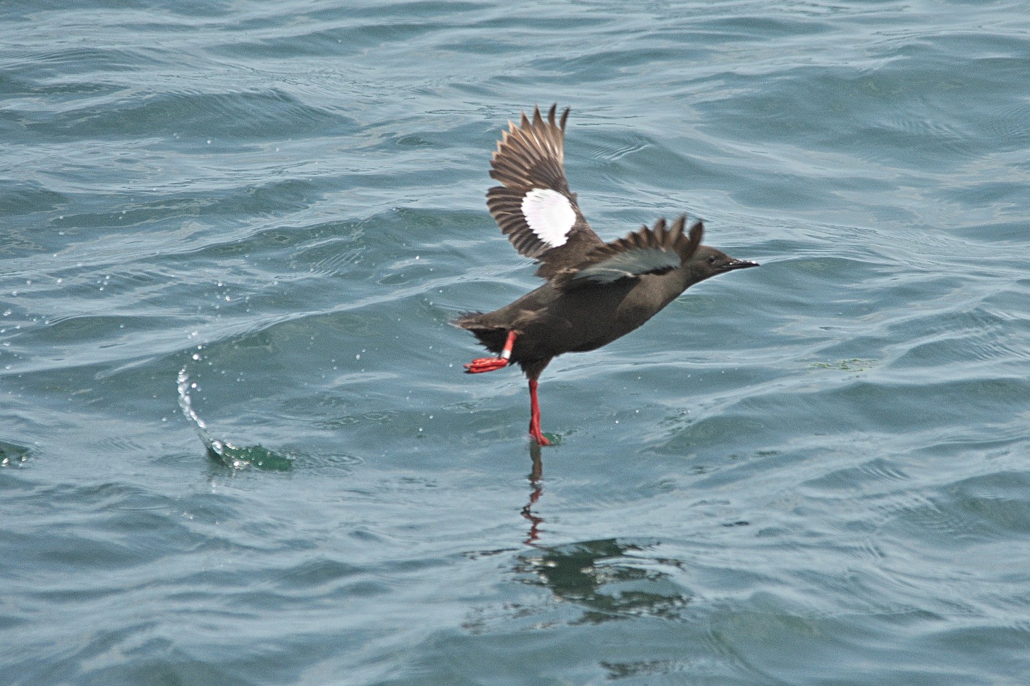 livebirdspoland_1737f5d6ead949d402ea1074a80d86d3.jpg