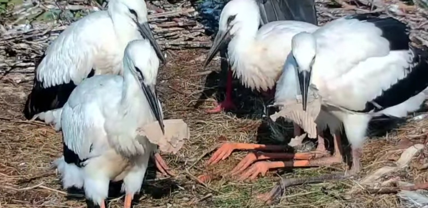 livebirdspoland_338f5d0225c5b7f58b6bd5fa8af3d57e.jpg