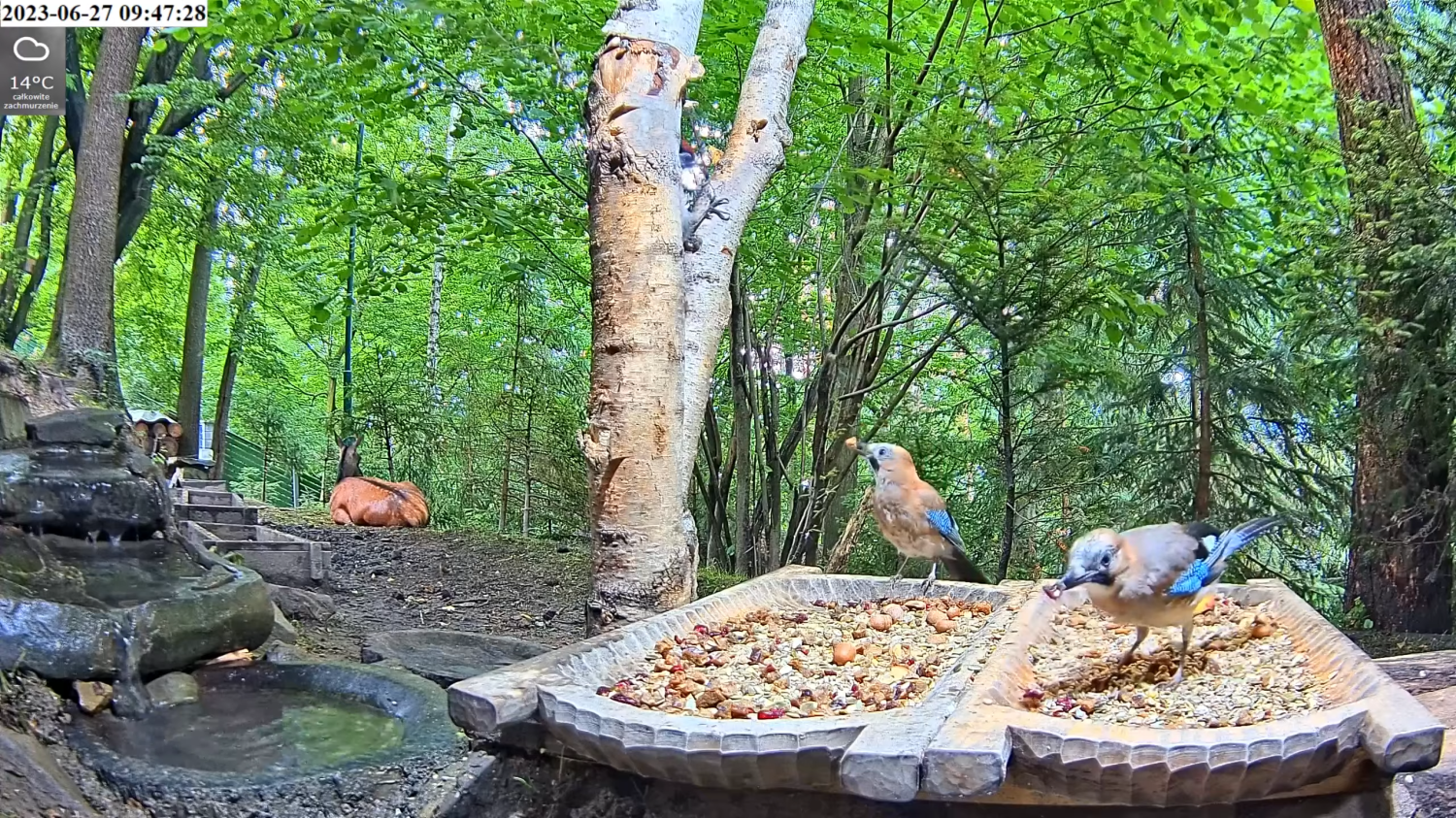 livebirdspoland_bb0b0e884b3d42274bd28407f2e58774.png
