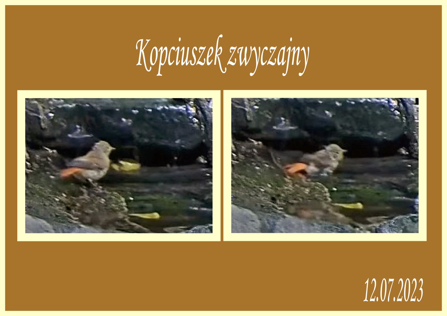 livebirdspoland_ee070f0839c0ef2c6d7ffbd6ea3be844.jpg