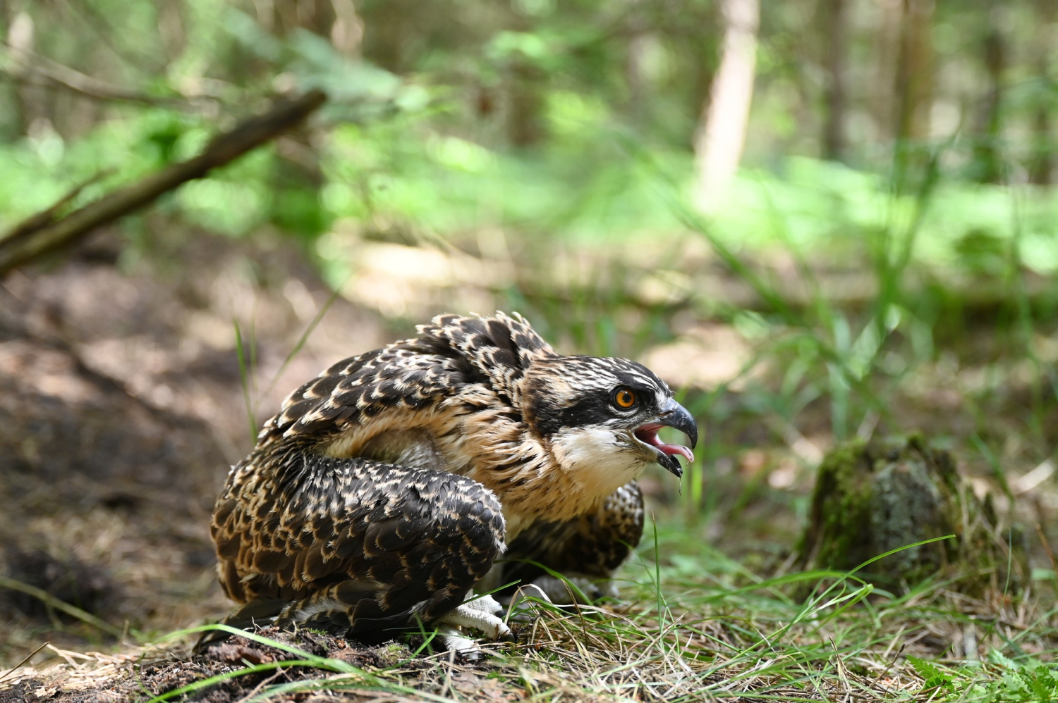 livebirdspoland_901f36bc51fdd1a23ddb979eaebec717.png