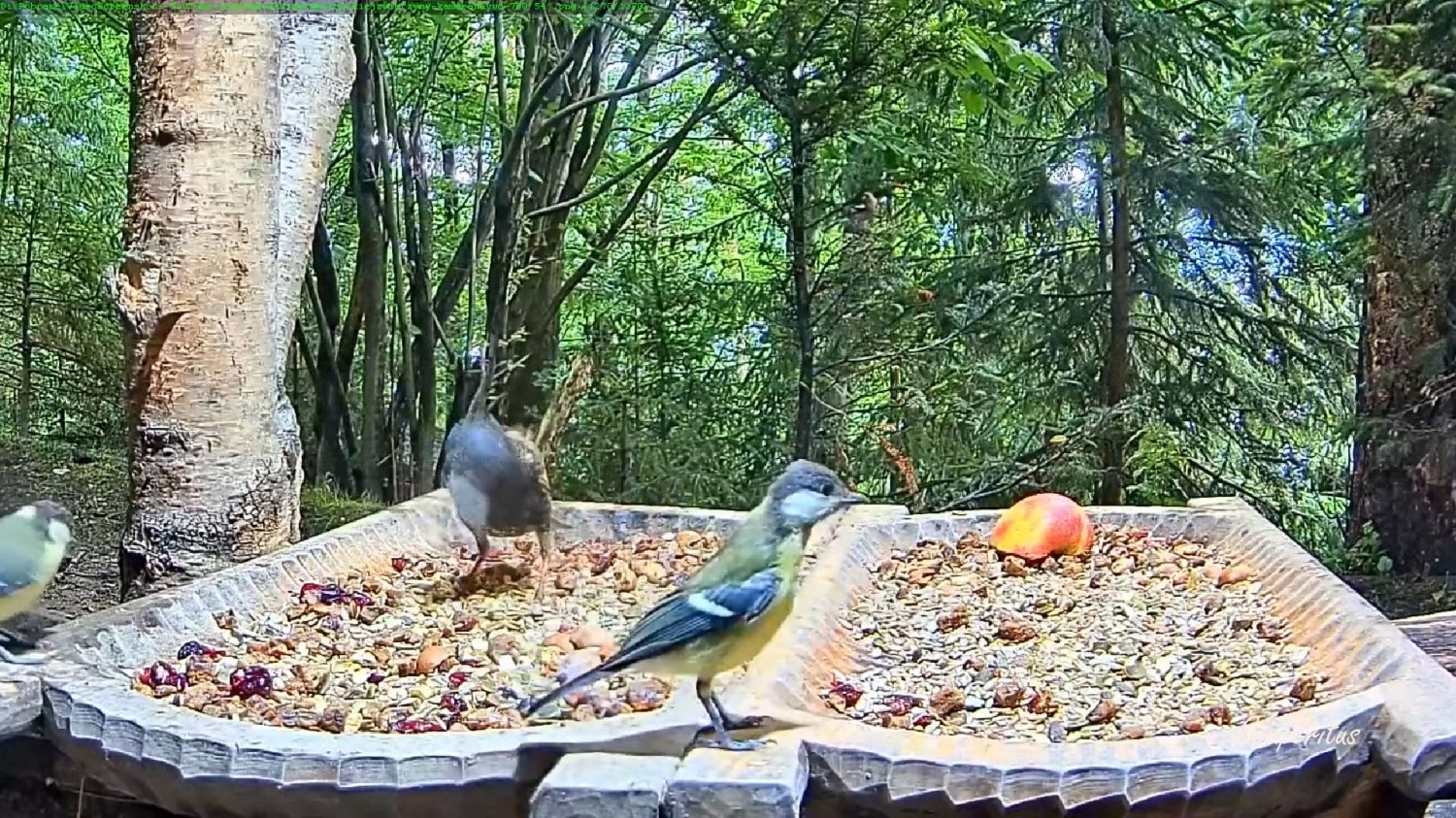 livebirdspoland_56afd74f584c84499a644a3ac09e1238.jpg