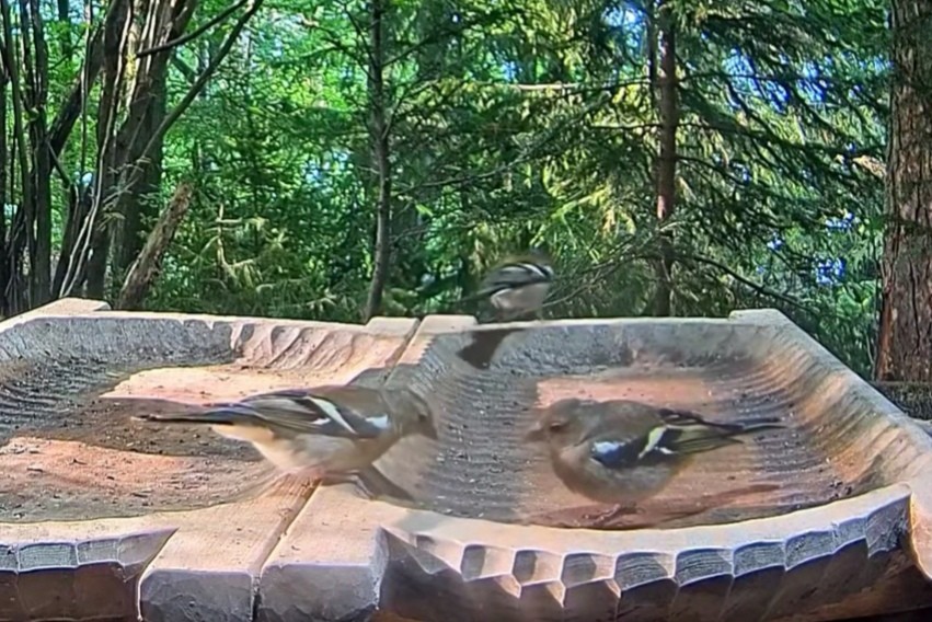 livebirdspoland_970d8837c2debf9d4073c28ba2c06af3.jpg