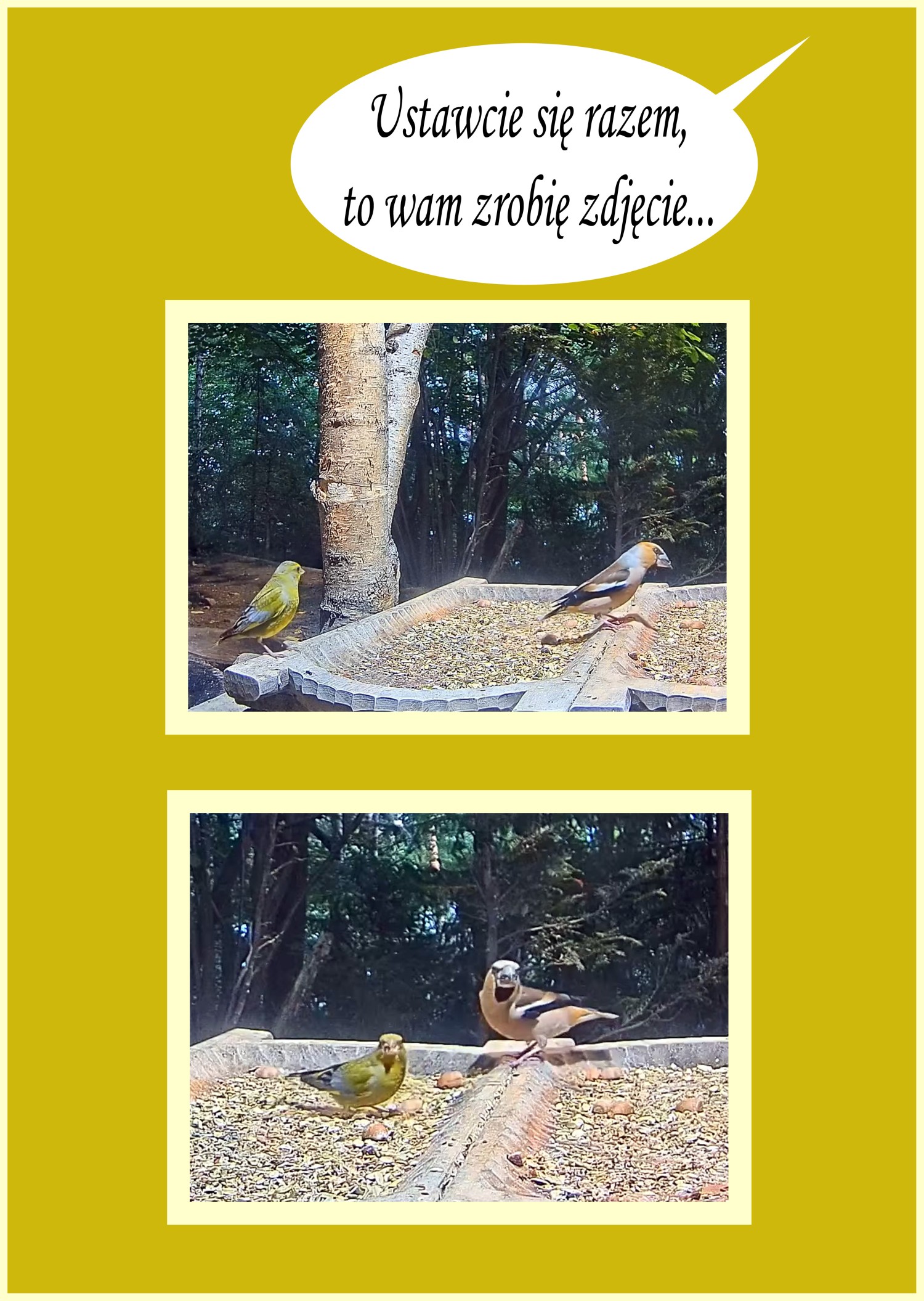 livebirdspoland_0d7b60c42dc8b1834dc8e10a7843f983.jpg