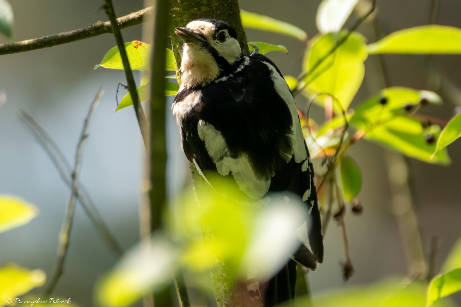 livebirdspoland_ad6f3c16980c6e49afe4ddb2fe2c5dc0.jpg