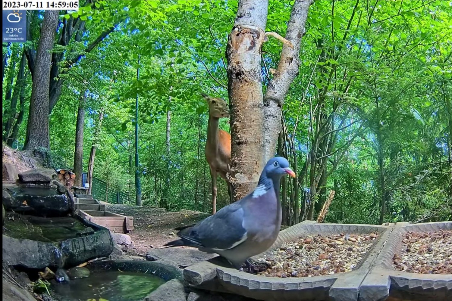 livebirdspoland_cbe40633829e518aa285ef09ee964eca.jpg