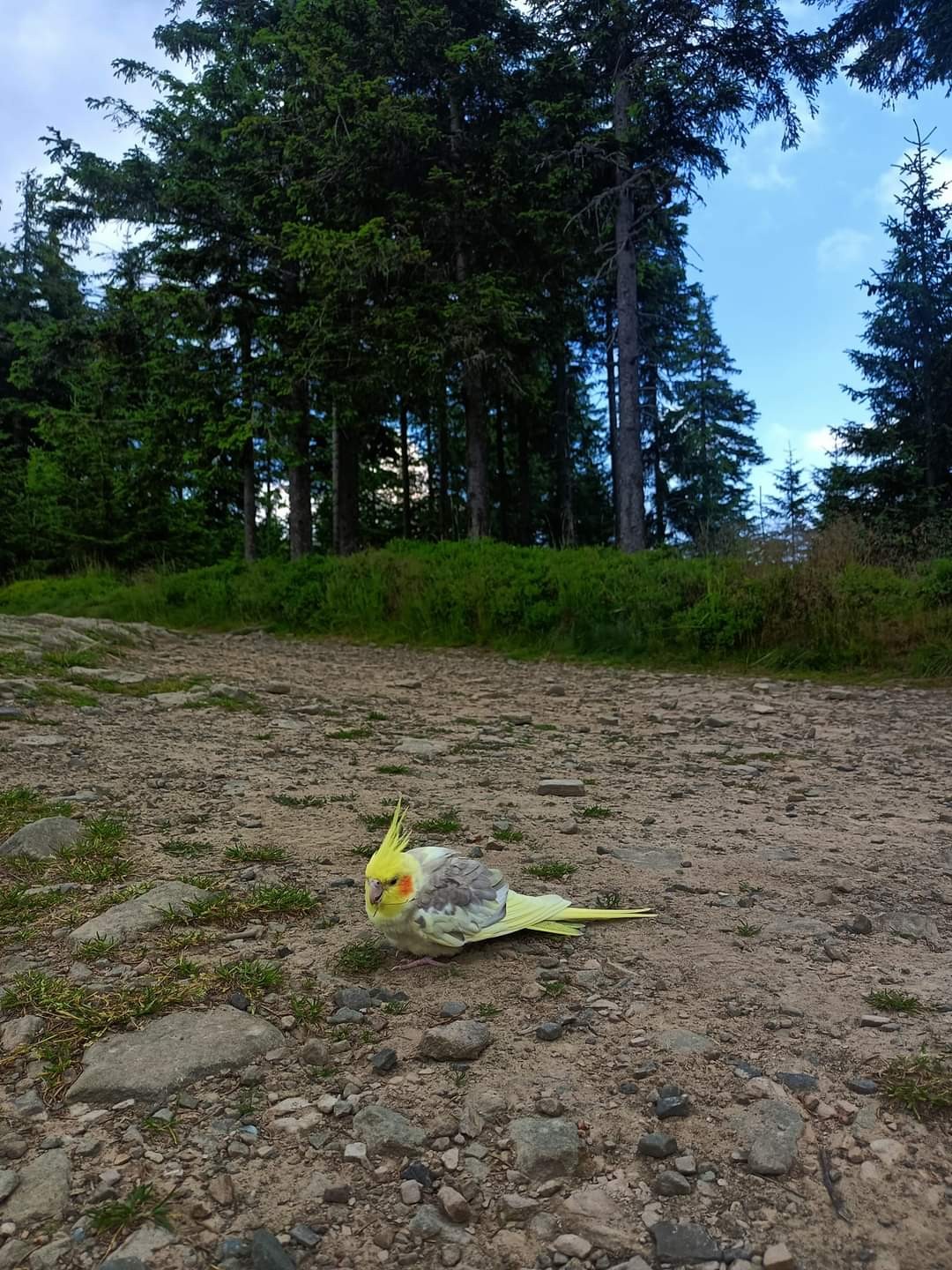 livebirdspoland_c78fcb681807f8d9ad35525992ed7c32.jpg