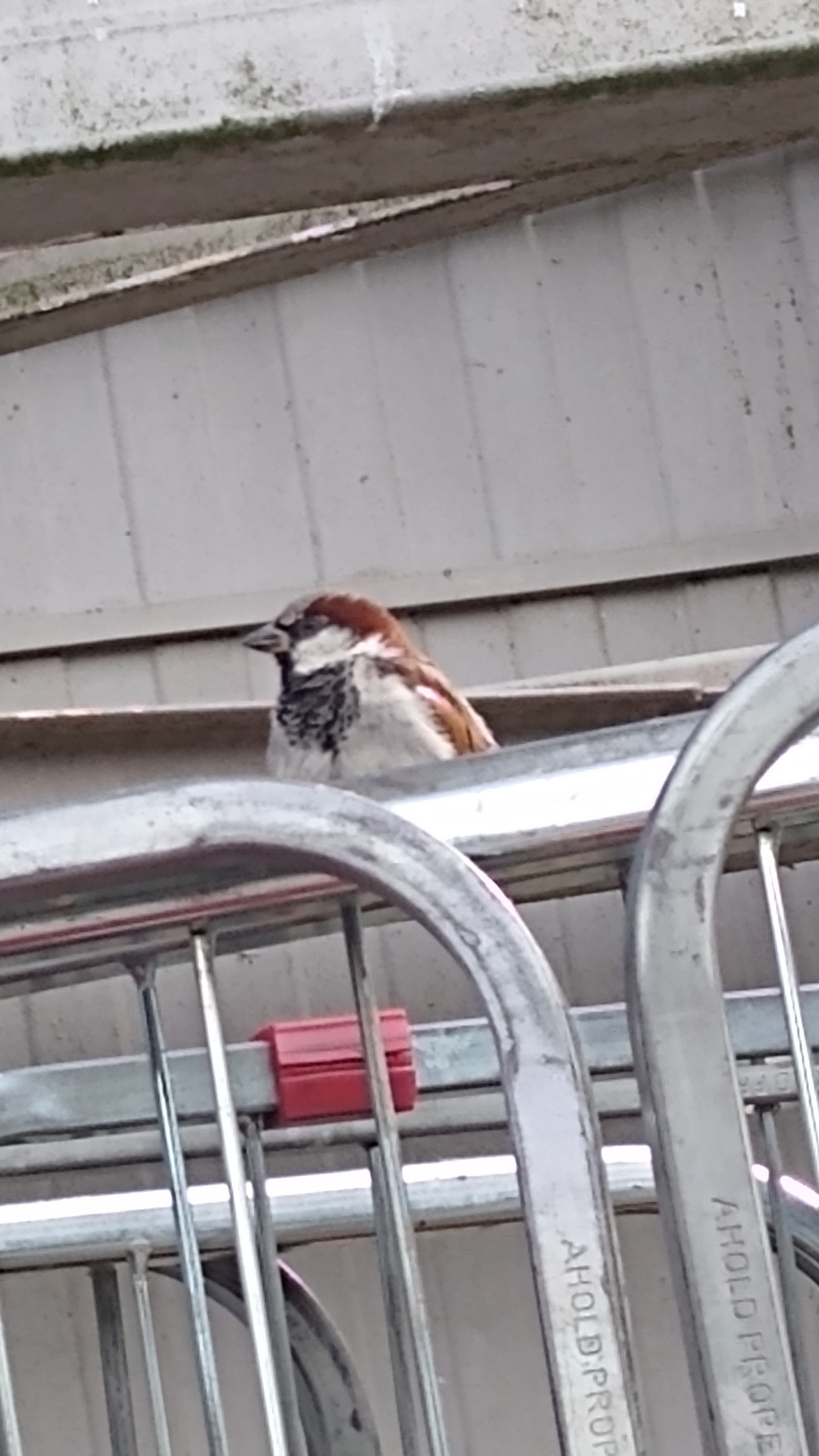 livebirdspoland_ed06bfc9a79d4f7cc3f591106a732d18.jpg