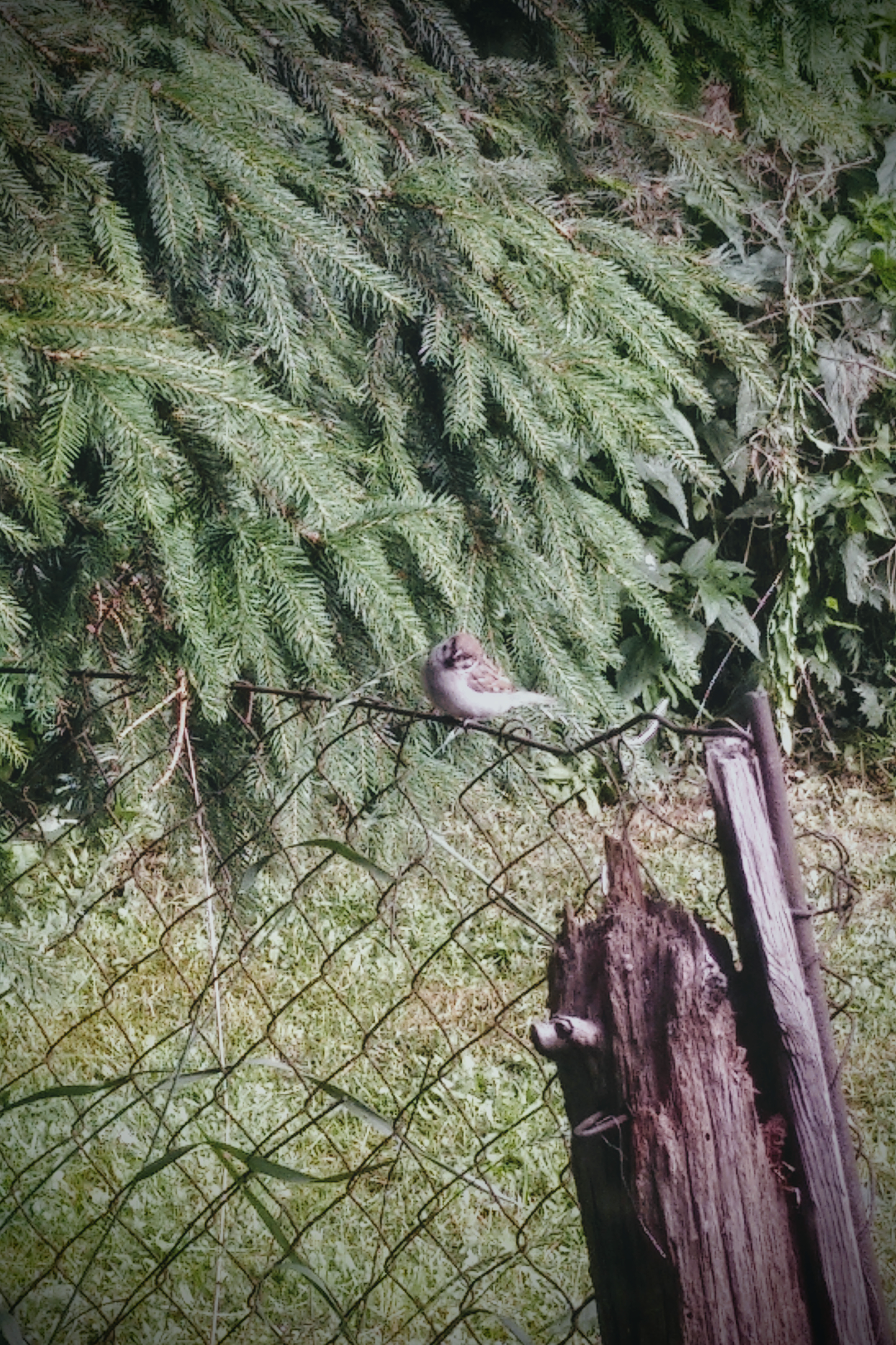 livebirdspoland_e88a1c70d2a82ad12223c4477ec12d43.png