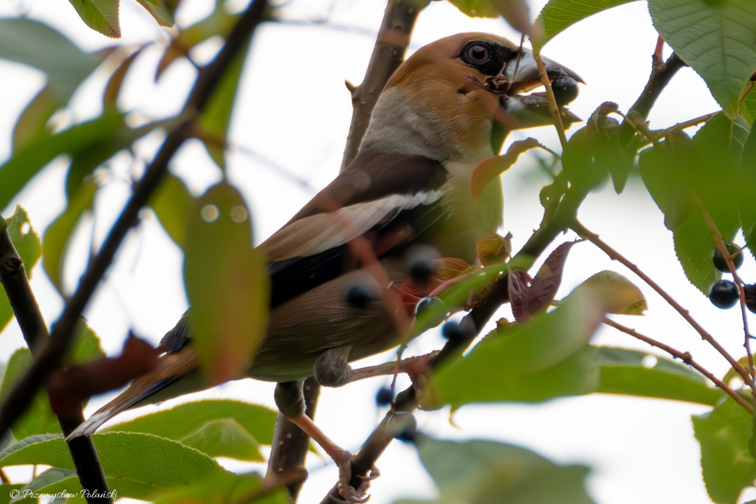 livebirdspoland_a0862b1d305c99df76efc31e8e68b378.jpg