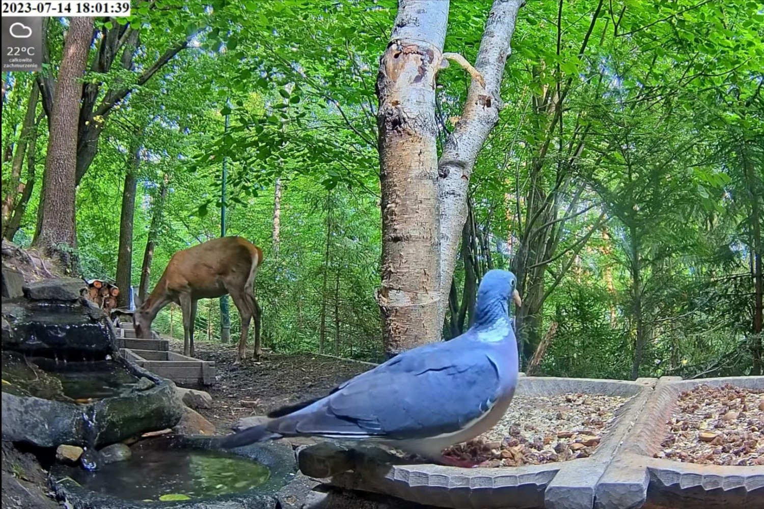 livebirdspoland_d02eb0e956e6441f8b3305bc57578212.jpg
