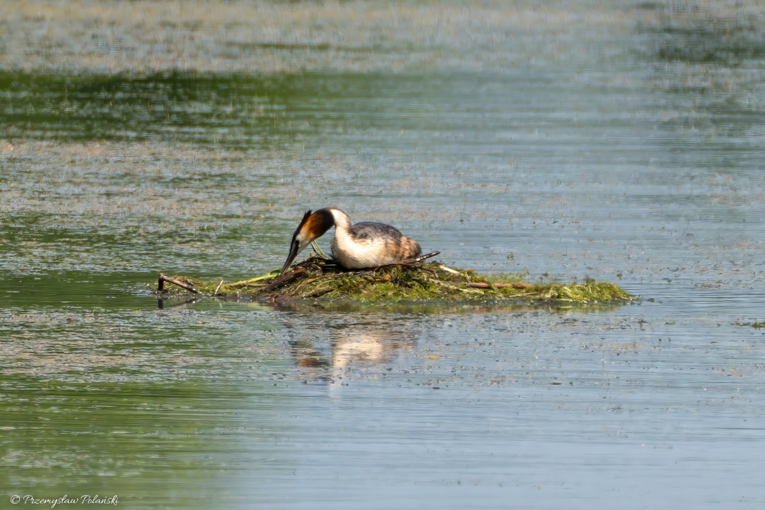 livebirdspoland_8628c51442b0309a683d3d7c273b35ce.jpg