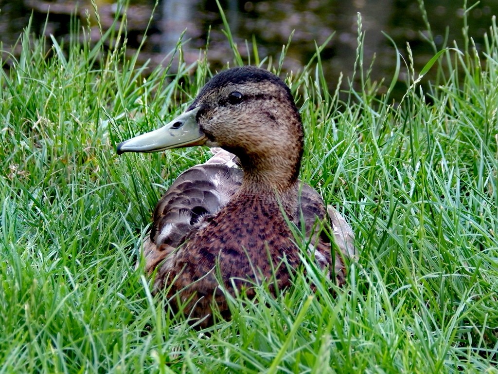 livebirdspoland_36699ce0fa3835311c5dc3464ca34681.jpg