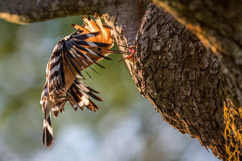 livebirdspoland_a1a0a0a1dcb0de5f7df61cd428624c1f.png