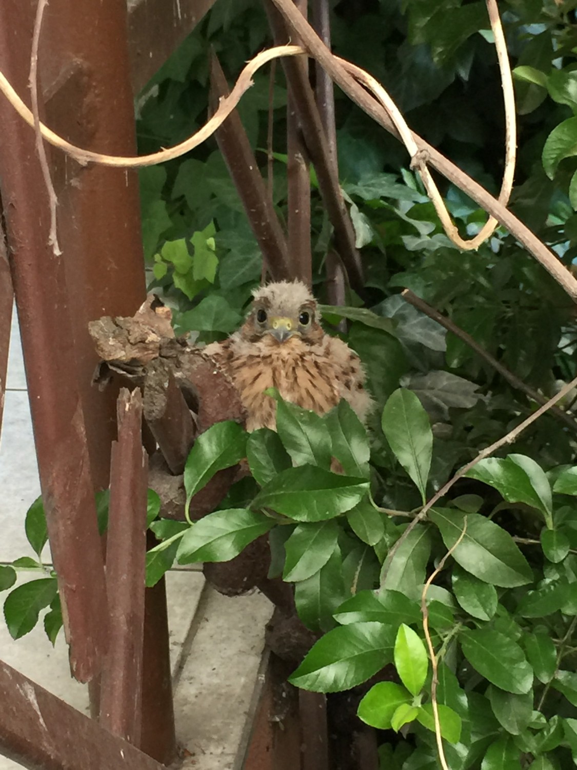 livebirdspoland_c82760b676c8b574dbe48b716f0c3c46 (1).jpg