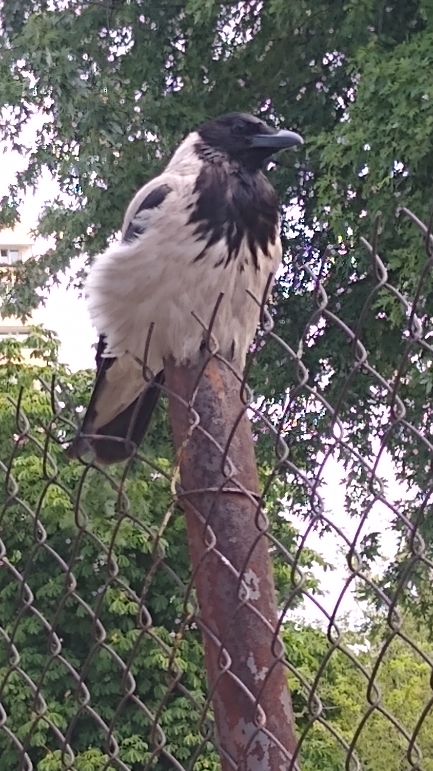 livebirdspoland_8c1ad973e51539ec3678f2dea8c2c0a6.jpg