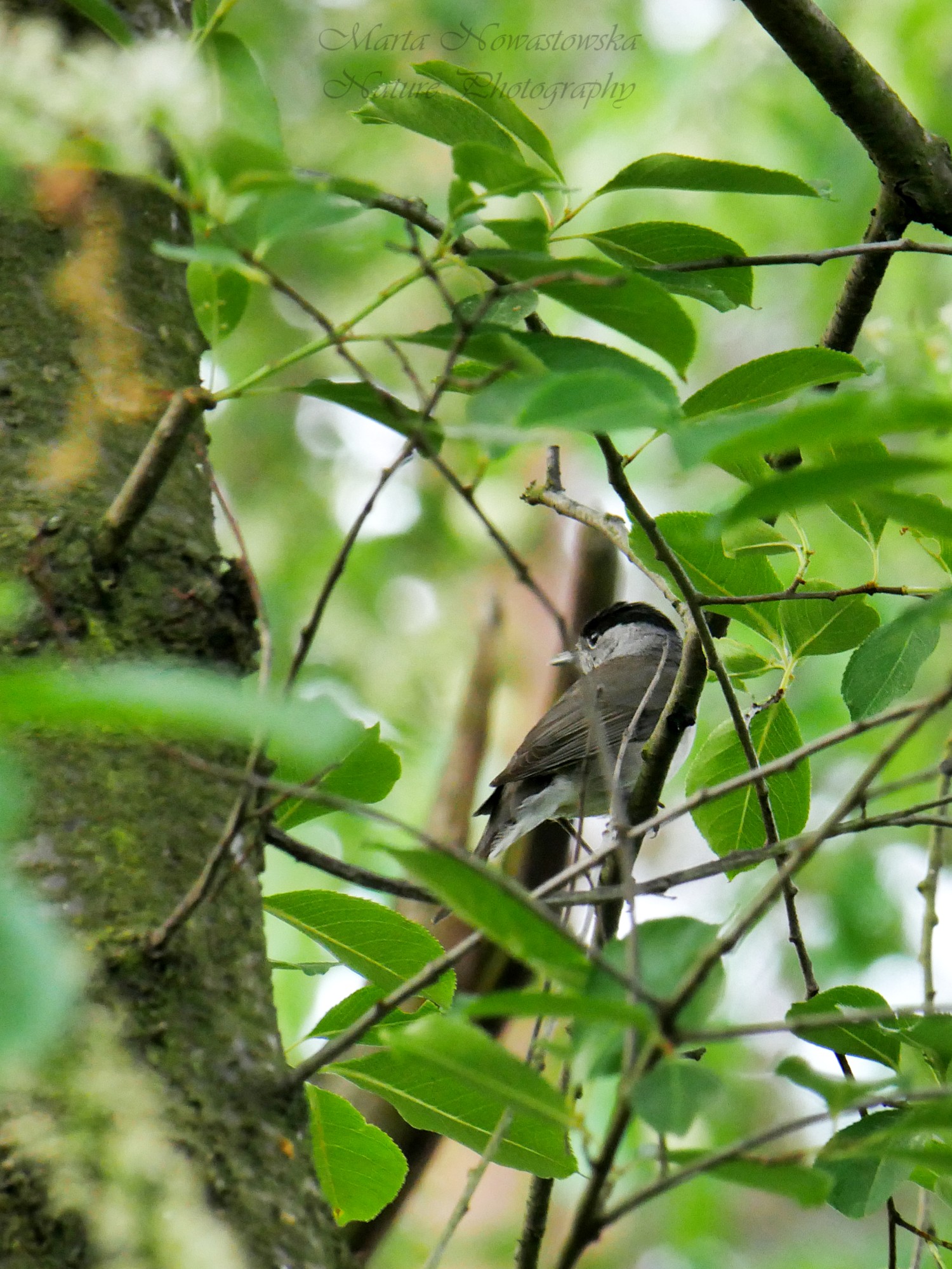 livebirdspoland_2a6f8dd97fe776dcdb5061d3575c07b8.jpg