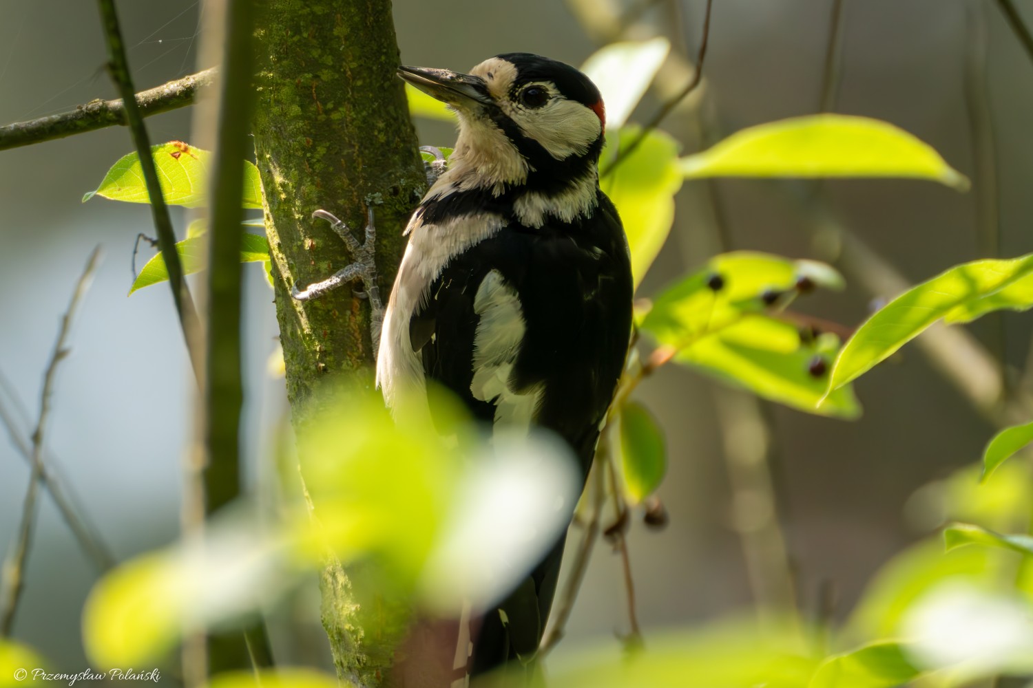 livebirdspoland_3949a59f1ff687d5a2fd6b4c44cd0910.jpg