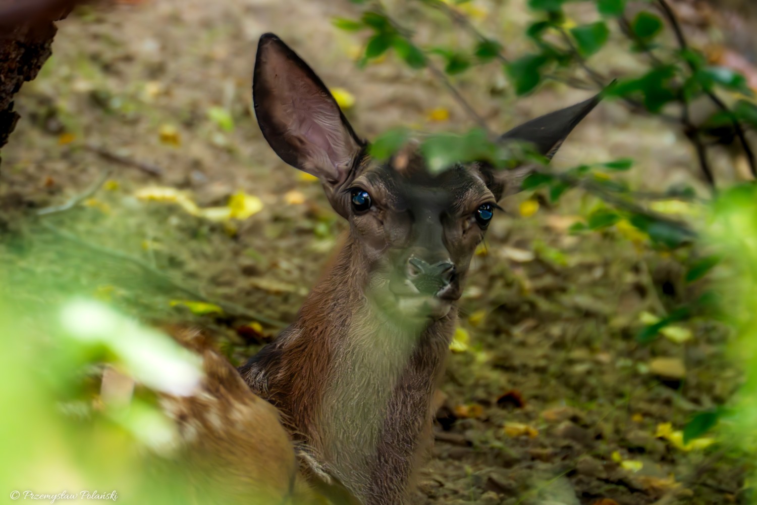 livebirdspoland_f9ee28560326f6204d002460231ae1a7.jpg