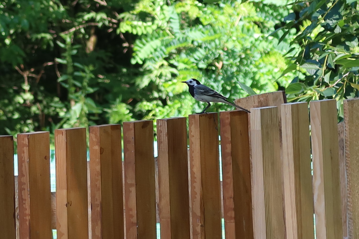 livebirdspoland_ad2be76ca79cc3addcef82e56f59e7a4.jpg