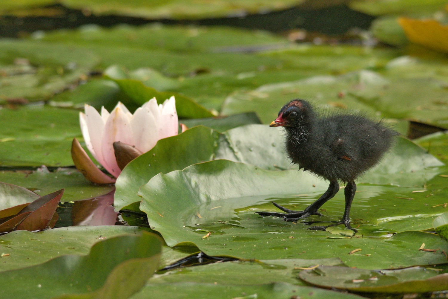livebirdspoland_0a589691bdbe64bd84d93d334e6a6c1d.jpg