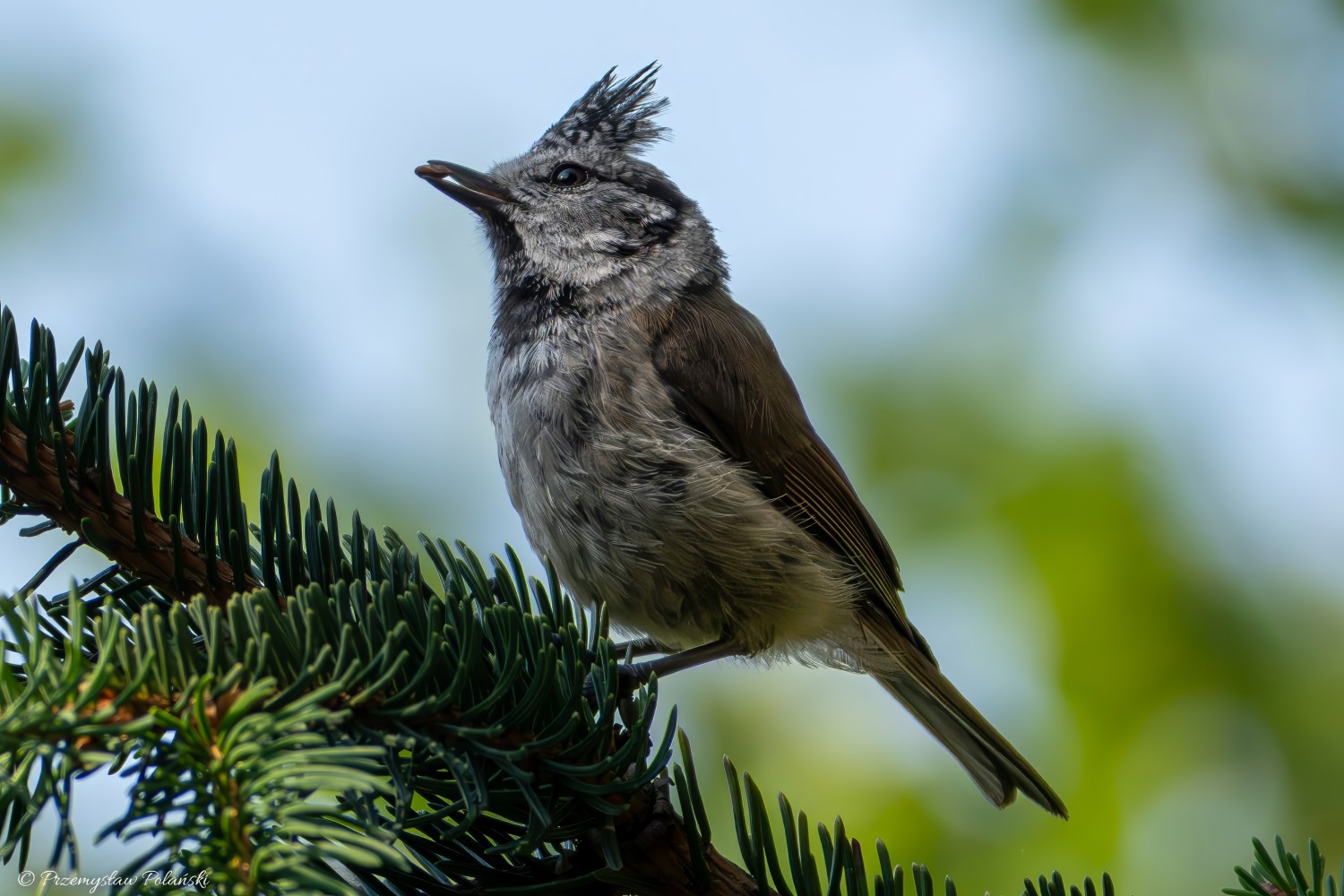 livebirdspoland_4b8d4587cd09d46e28d40de945a1dd6d.jpg