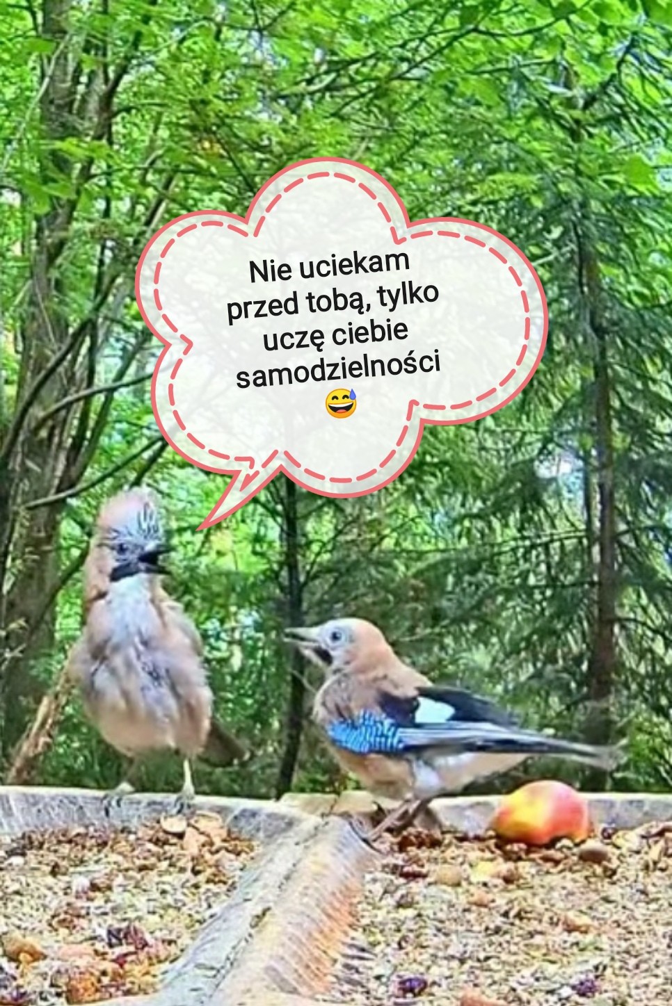 livebirdspoland_785045866c668813851d04eed8643513.jpg