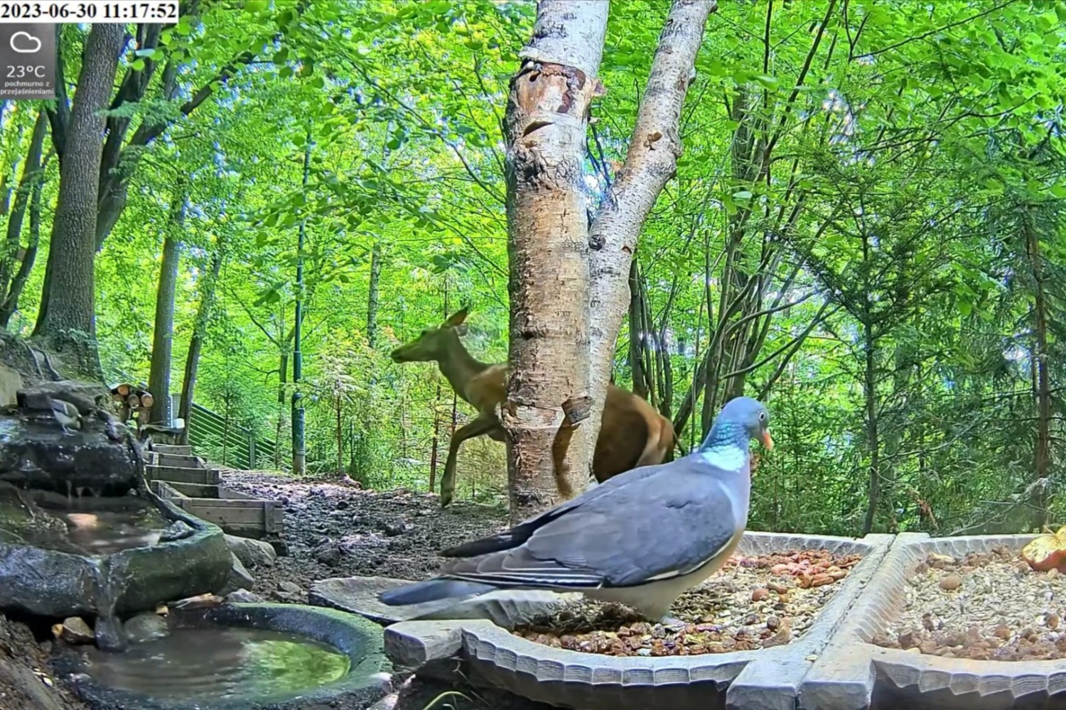 livebirdspoland_5be94578cb10ce2f903228fc663eb48e.jpg