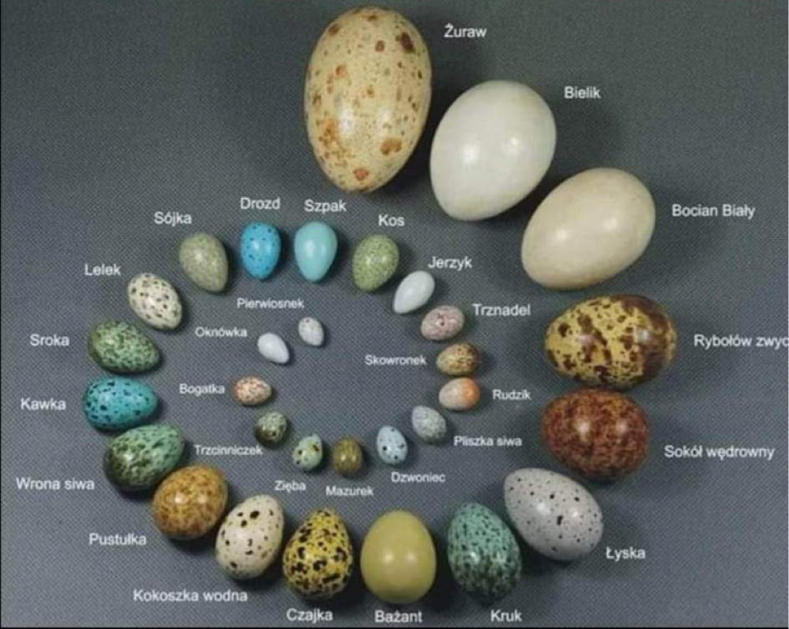 livebirdspoland_d45d972a0917b259420399d210ffa038.jpg