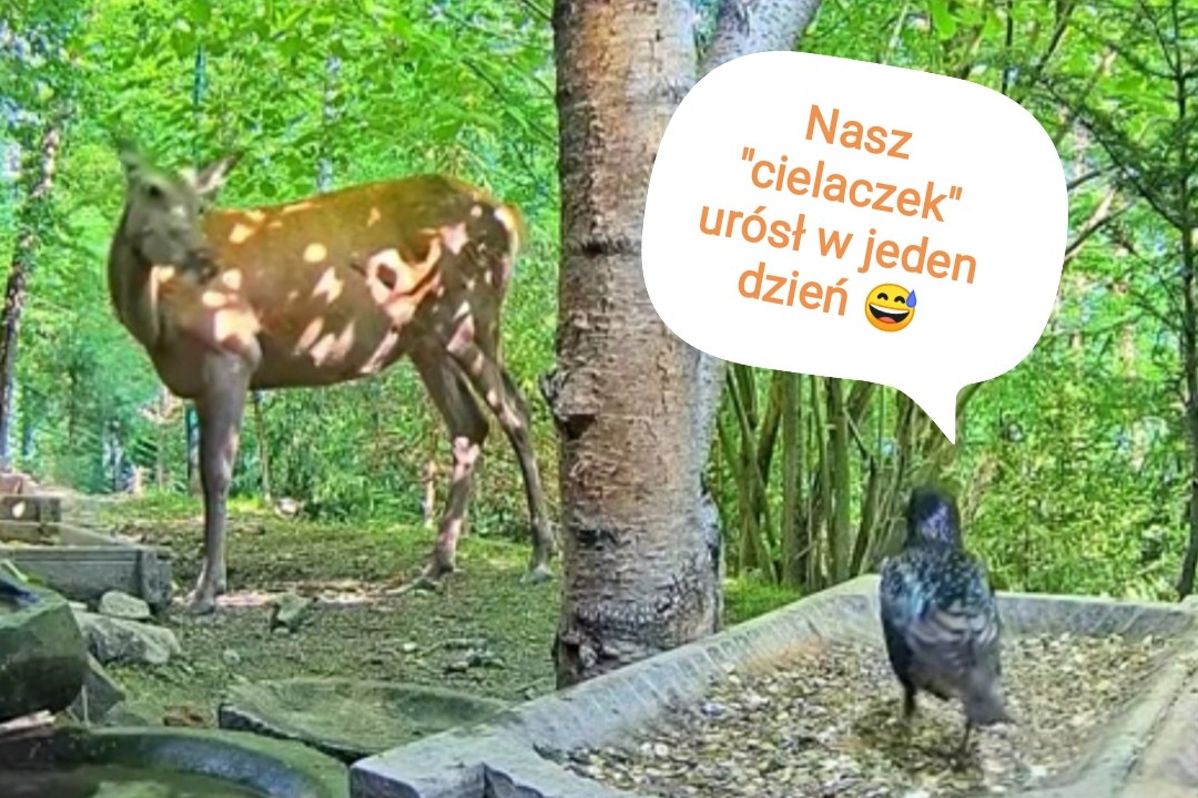 livebirdspoland_8229745f420ec9ccbdcedaf3e1309ffe.jpg