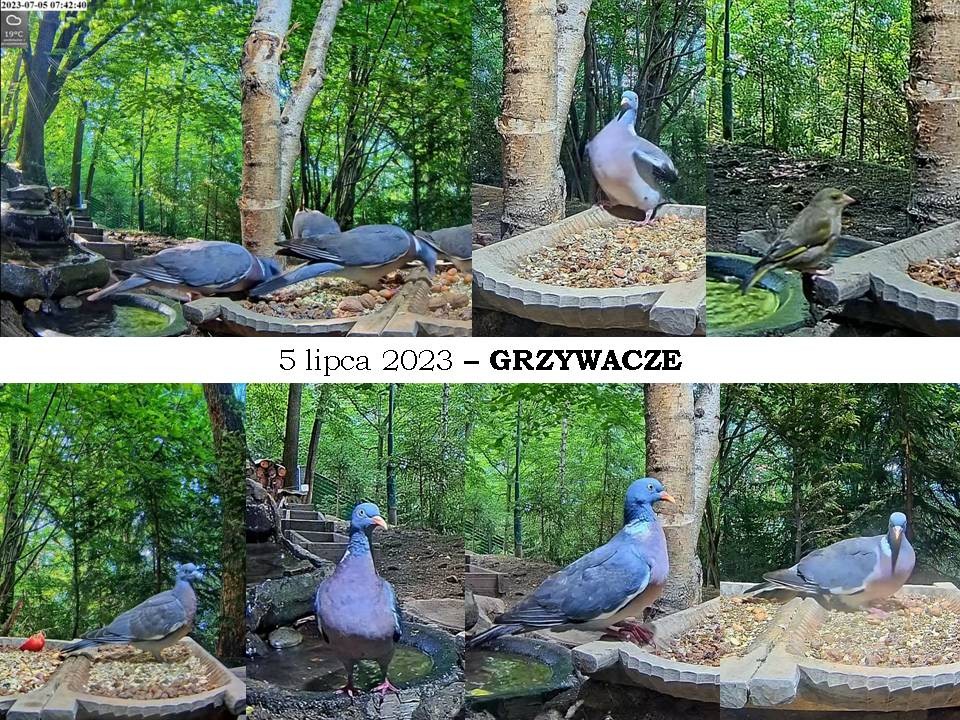 livebirdspoland_191811235678e1a1258fa17816bd0992.jpg