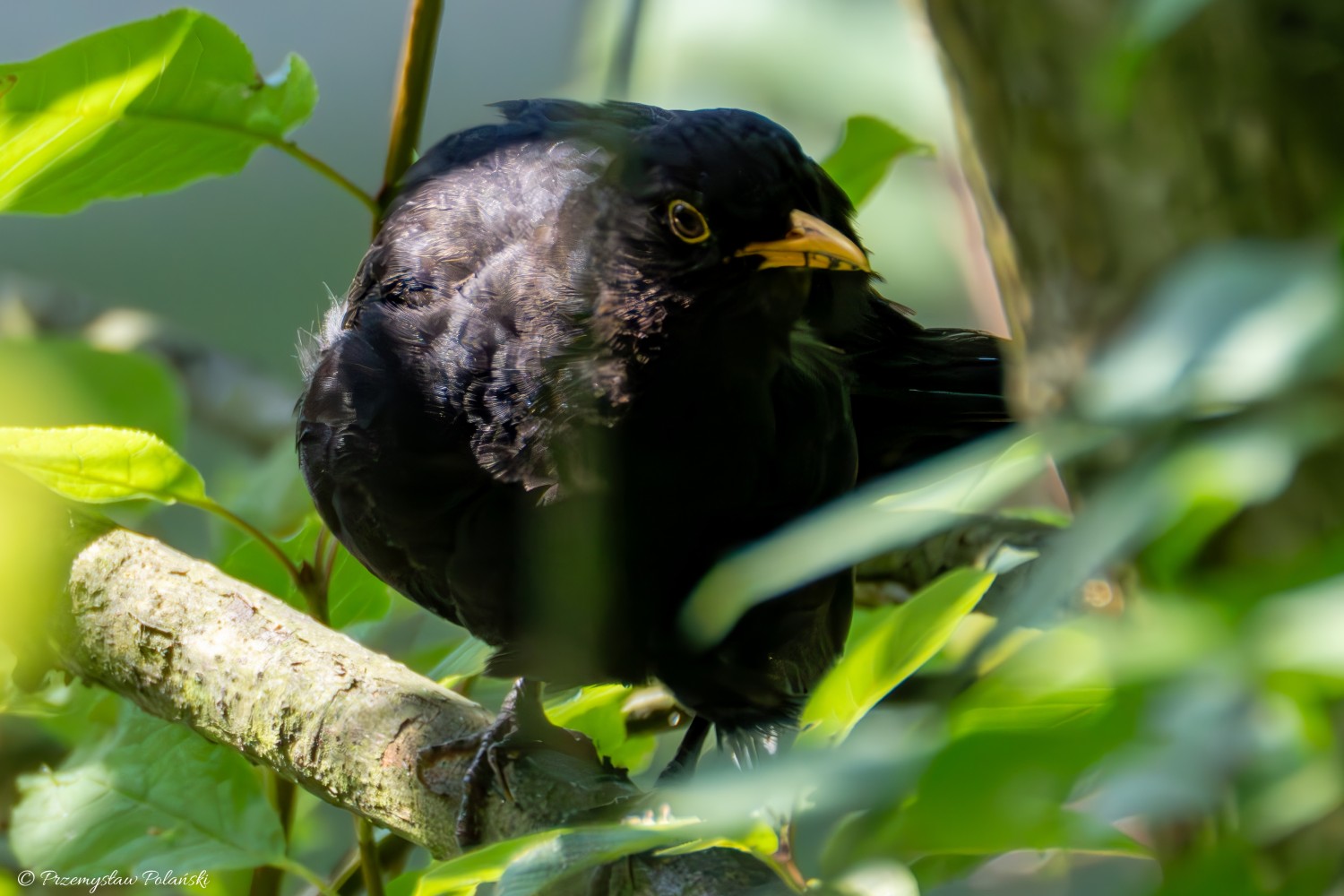livebirdspoland_de6405b1abad509718d08f07fe1e9b28.jpg