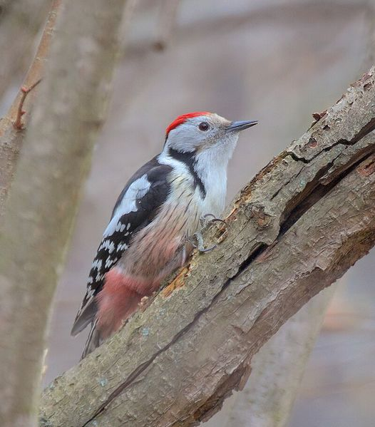 livebirdspoland_043c7a0469d88d1aa6238034355fcecb.png