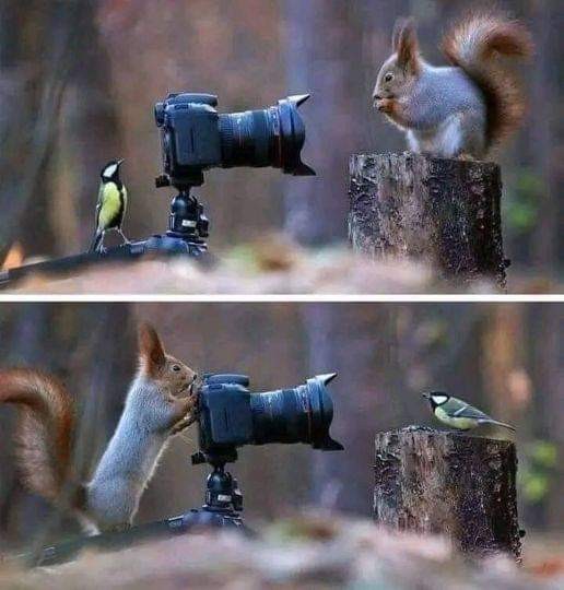 livebirdspoland_d8cf6483ac47f13c38b0d814b443bfef.jpg