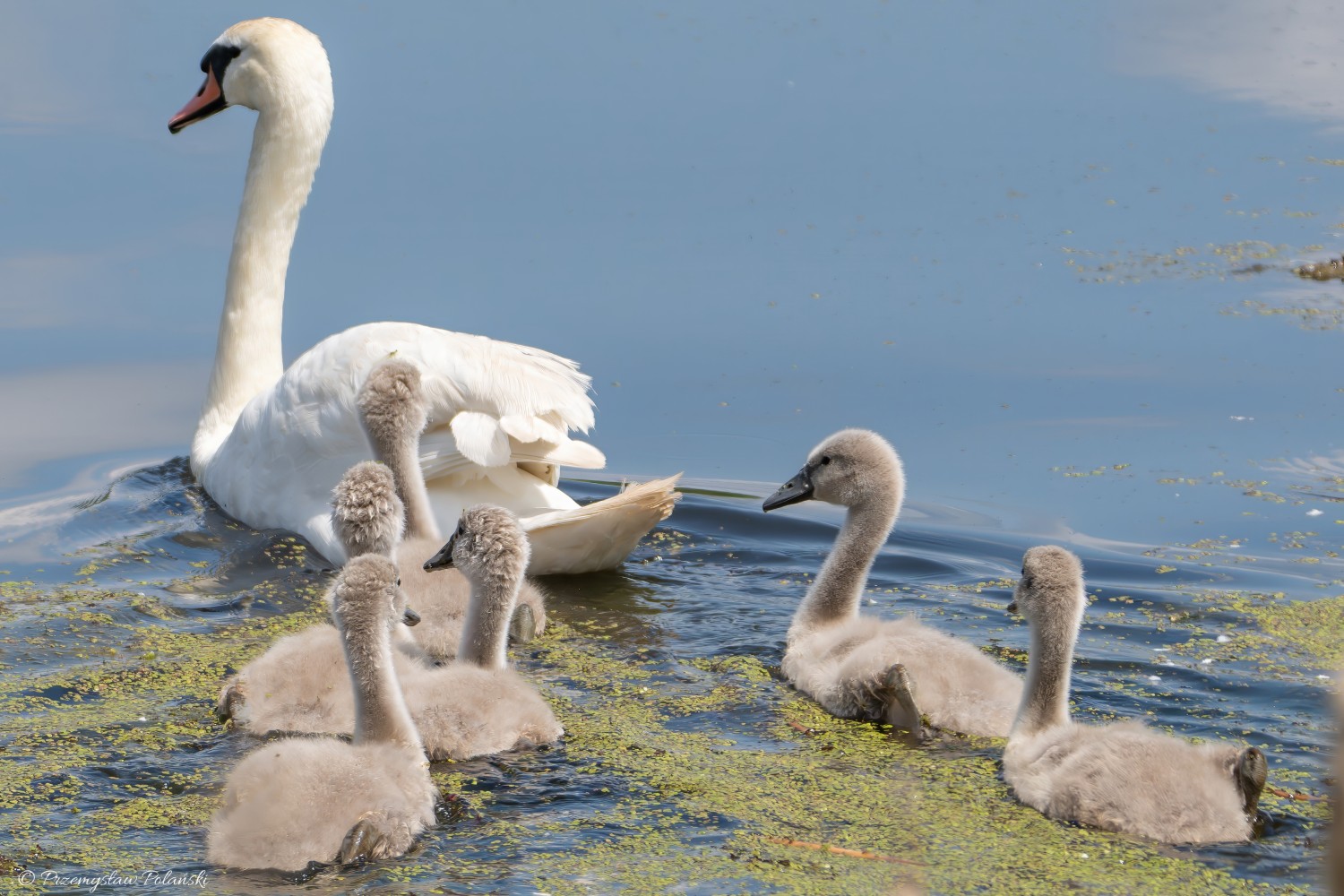 livebirdspoland_d2faad920000f33eb7c044551759ab2e.jpg