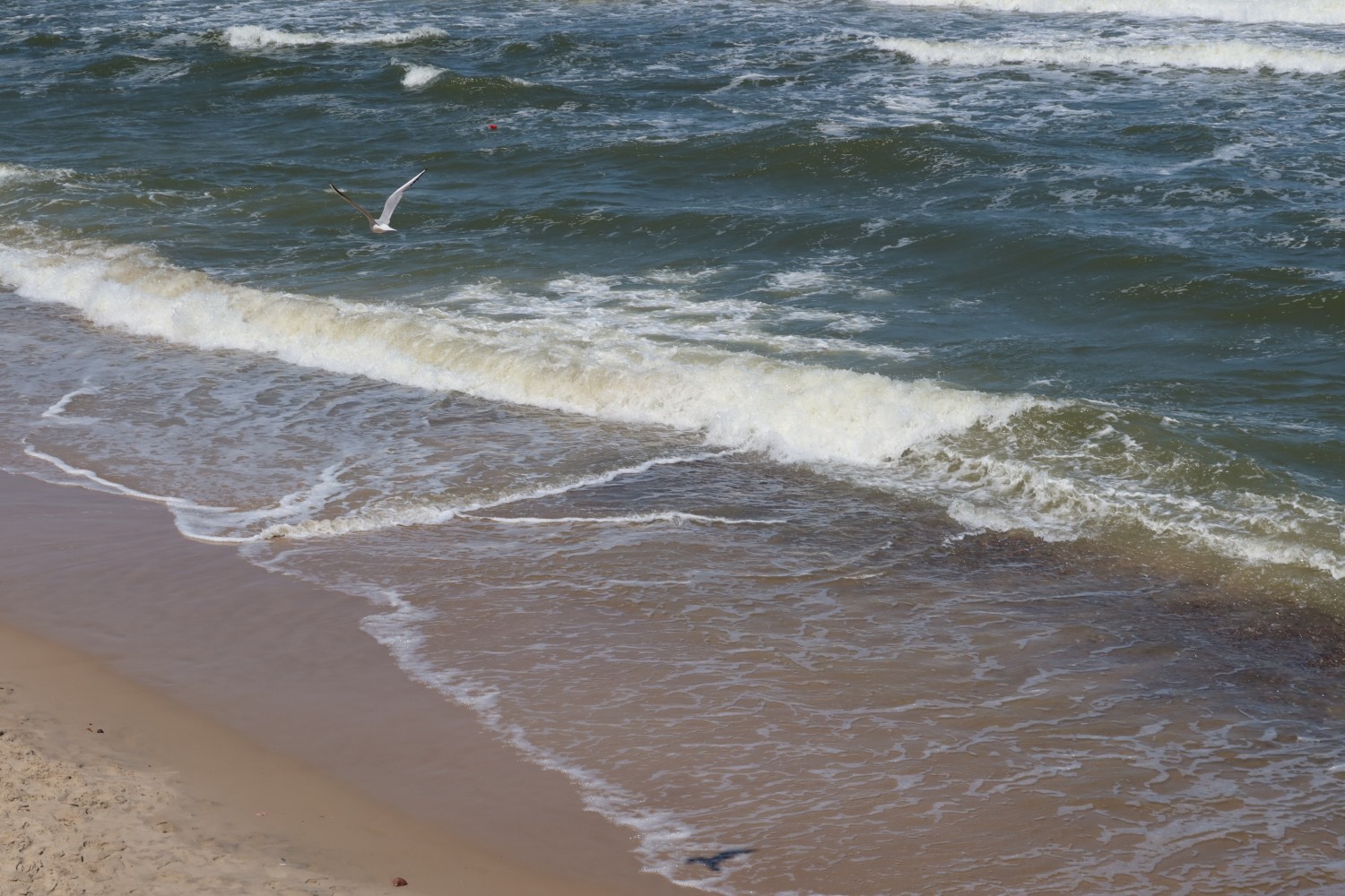 livebirdspoland_b9e9b389f0360dce49516adc8a4dc5b0.jpg