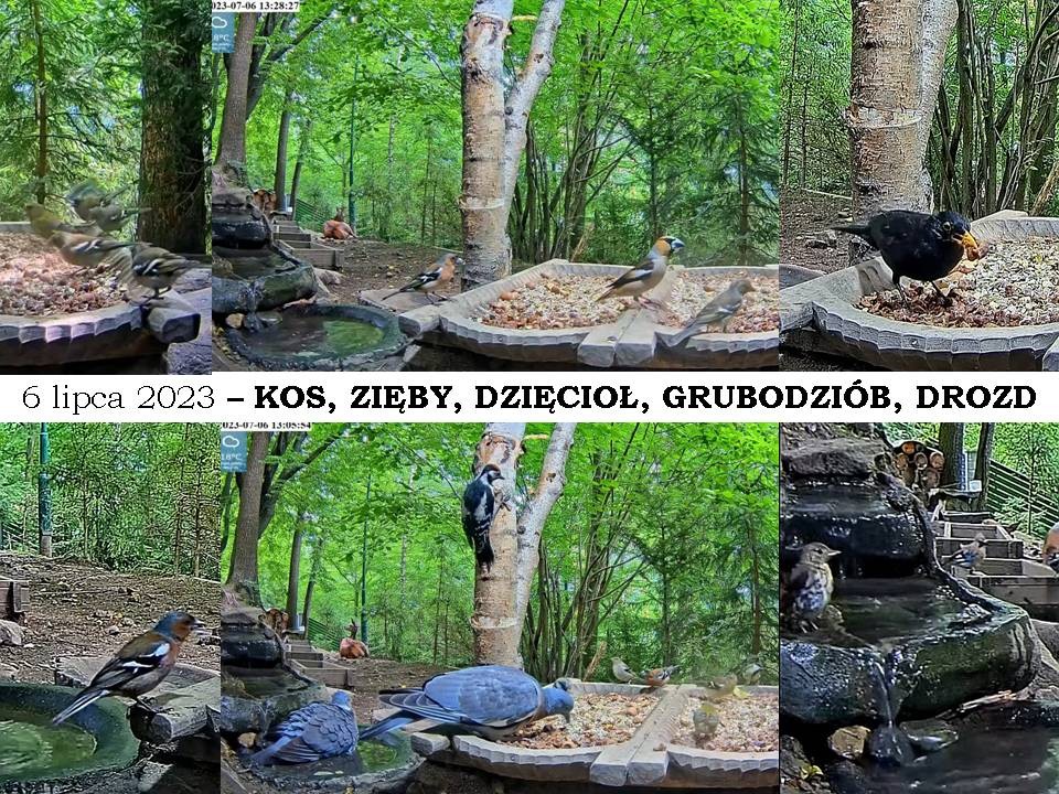 livebirdspoland_f7b413c695e40ed13ccb16269e6b75c7.jpg