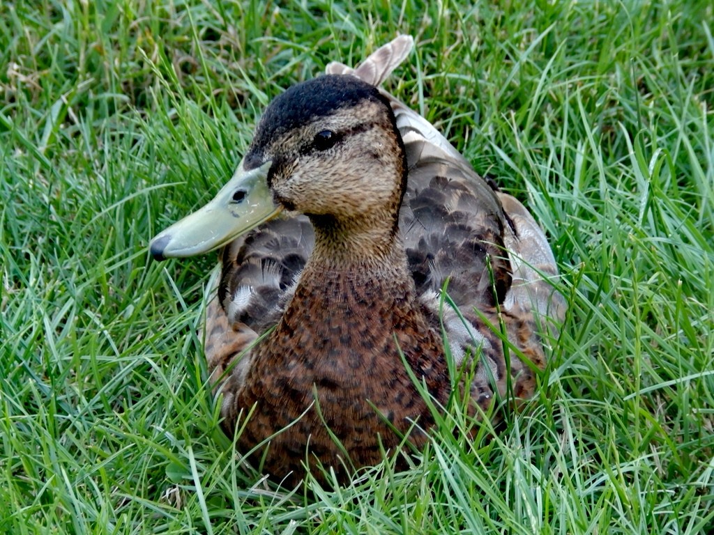 livebirdspoland_ab4f10c2cba14d1daee713c7b3aabf2c.jpg