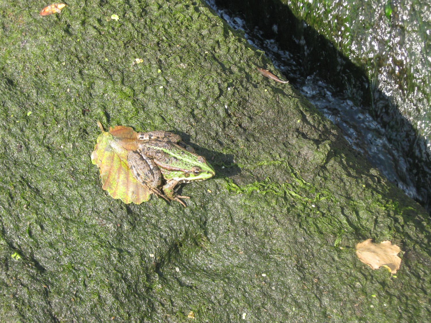 livebirdspoland_d3c0240eb003fa624771a9757cff9486.jpg