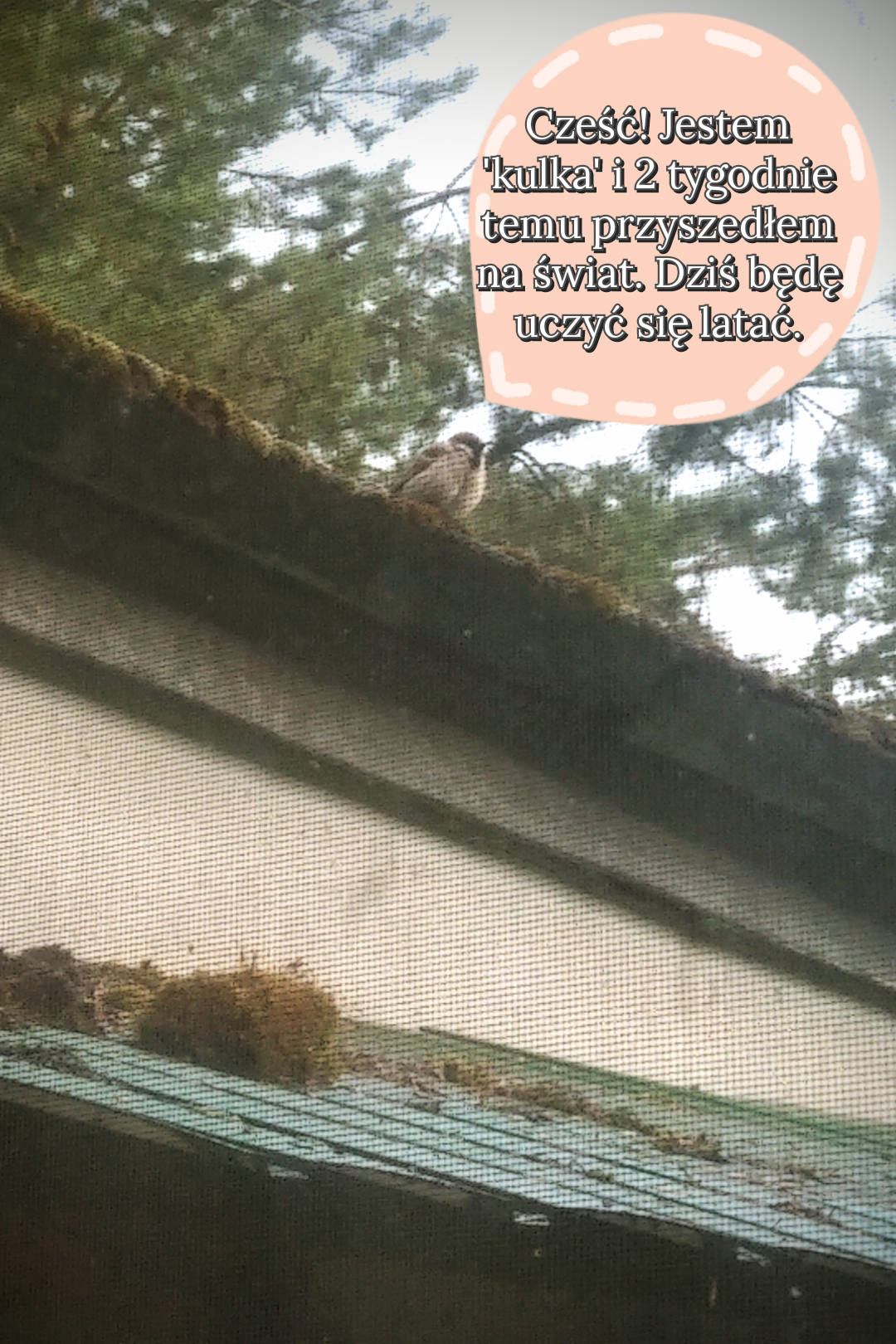 livebirdspoland_93906bae9eba6af26354bffcd332a6bb.png